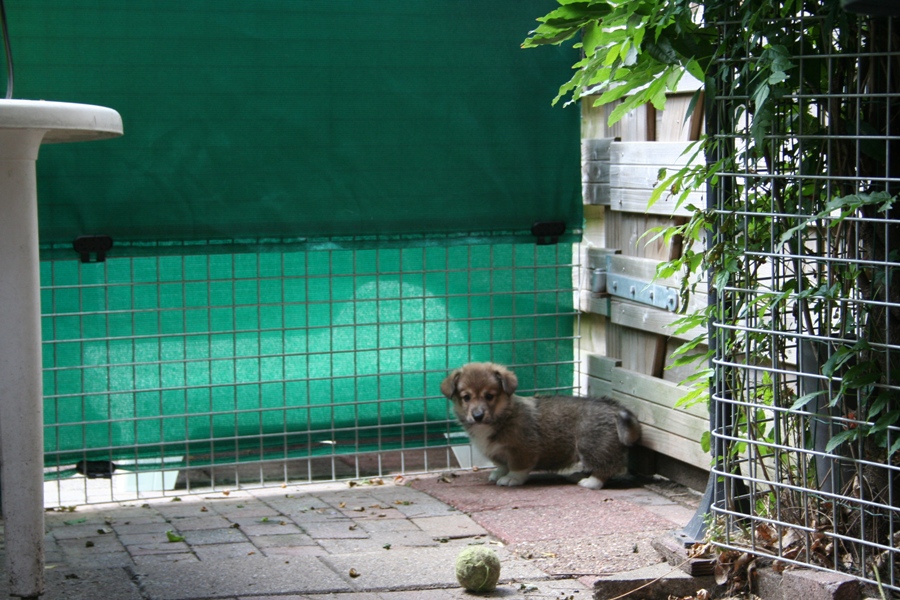 Puppies